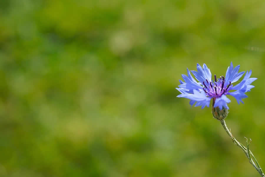 Gurushots Minimalism Photo Challenge Winners
