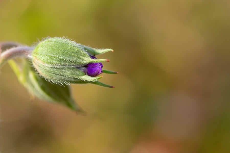 Gurushots Minimalism Photo Challenge Winners