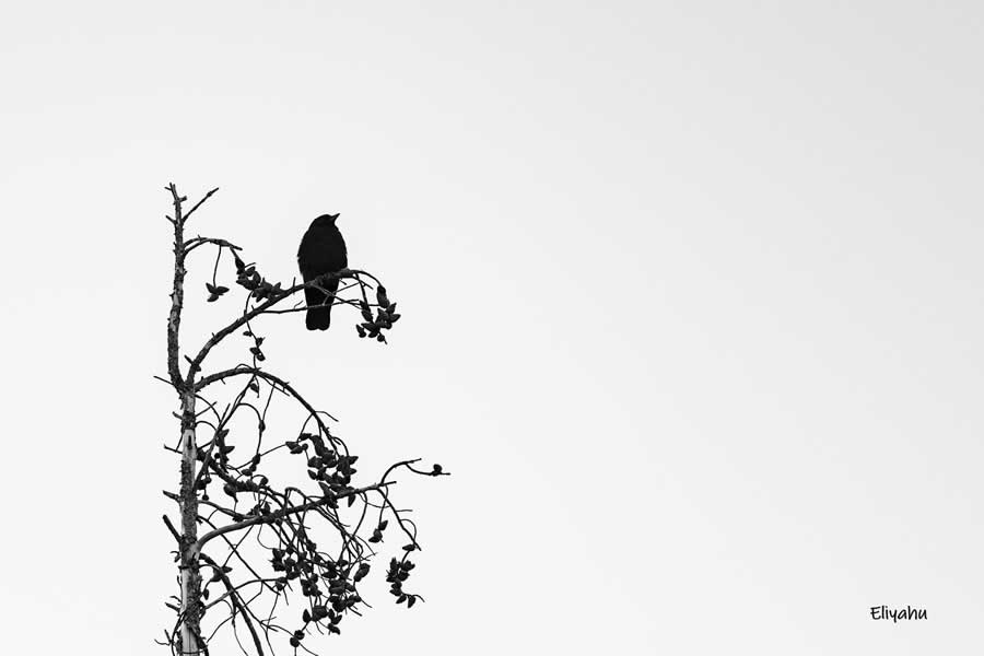 Gurushots Minimalism Photo Challenge Winners