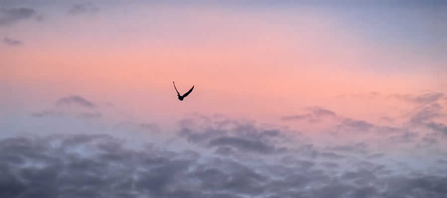 Gurushots Minimalism Photo Challenge Winners