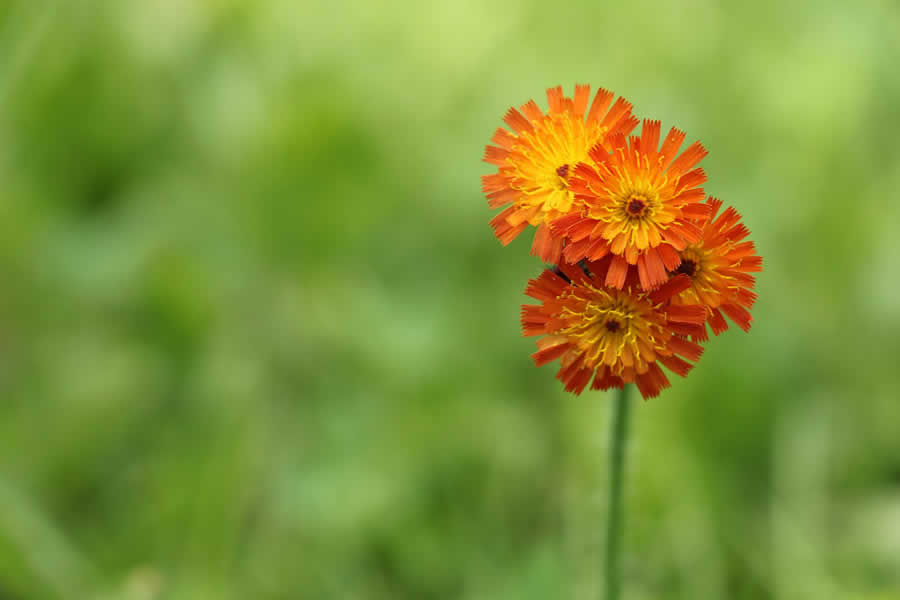 Gurushots Minimalism Photo Challenge Winners