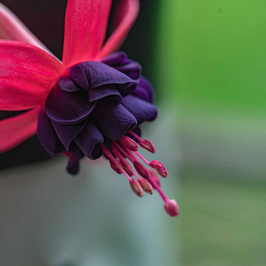 Gurushots Minimalism Photo Challenge Winners