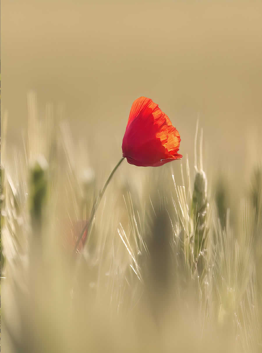Gurushots Minimalism Photo Challenge Winners