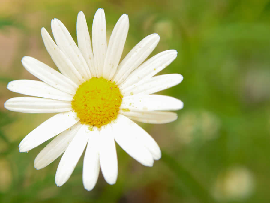 Gurushots Minimalism Photo Challenge Winners