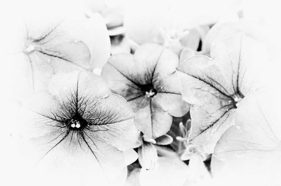 Gurushots Minimalism Photo Challenge Winners