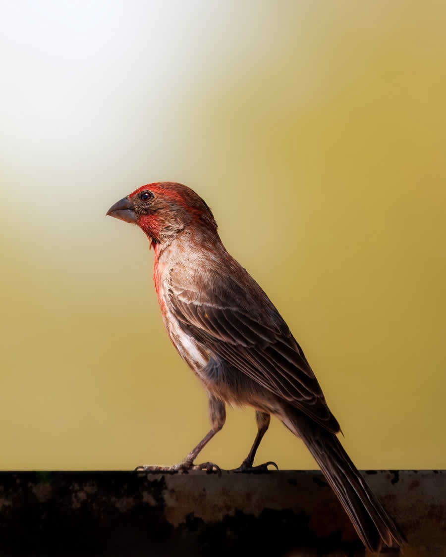 Gurushots Minimalism Photo Challenge Winners