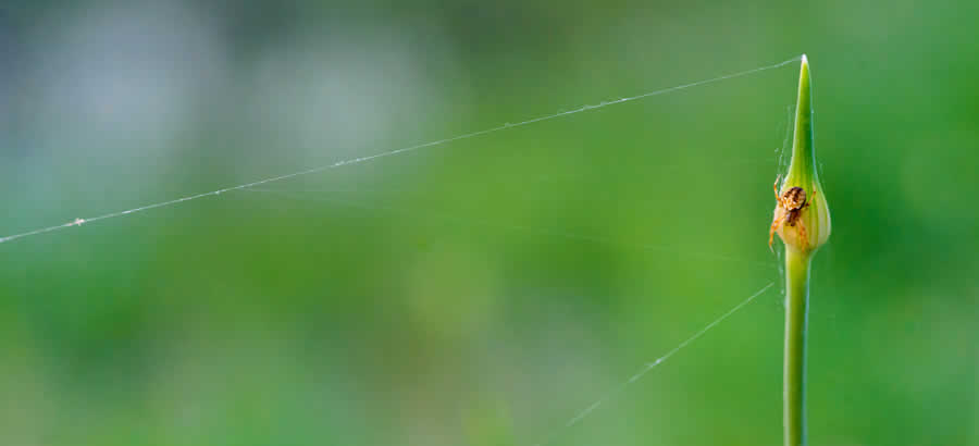 Gurushots Minimalism Photo Challenge Winners