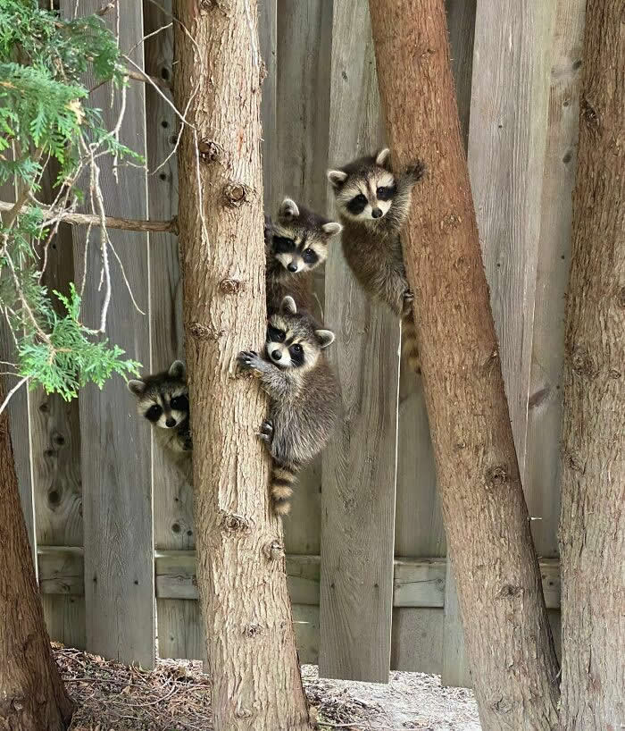 Heart-Touching Wildlife Moments