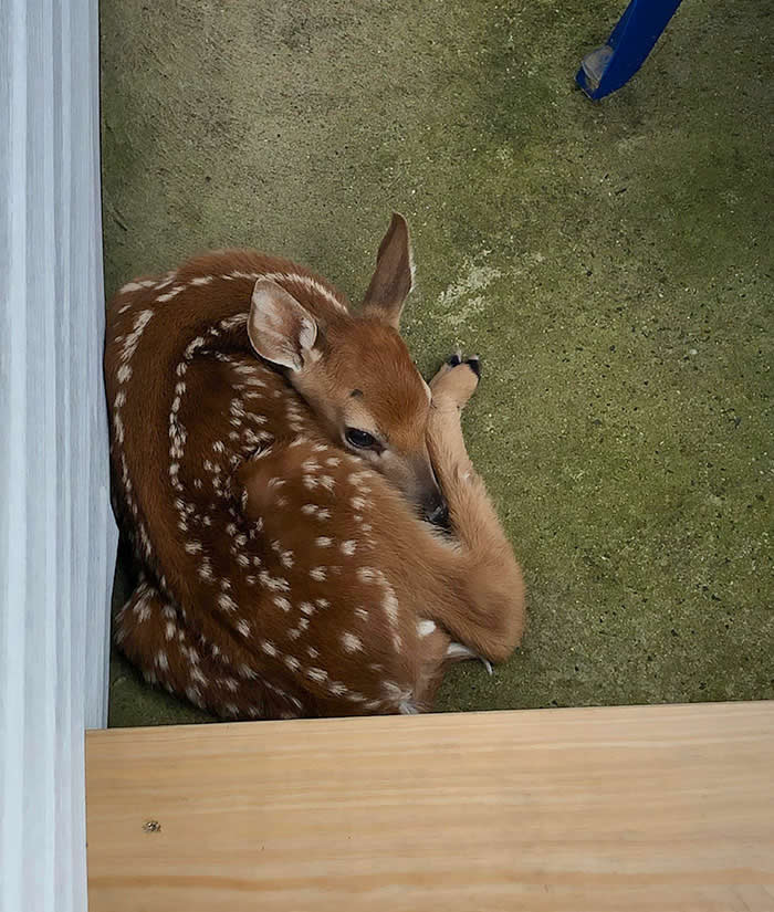 Heart-Touching Wildlife Moments