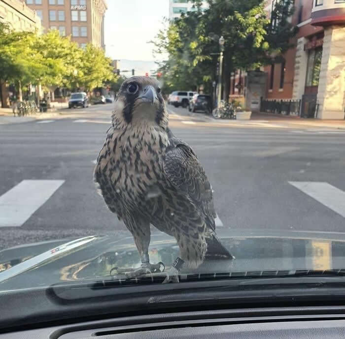 Heart-Touching Wildlife Moments
