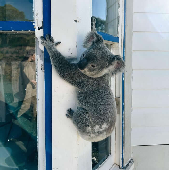 Heart-Touching Wildlife Moments