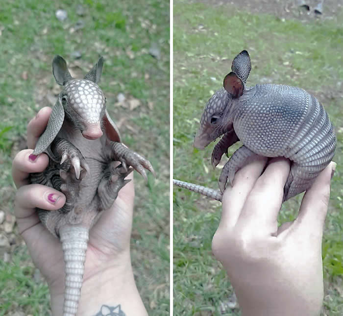 Heart-Touching Wildlife Moments