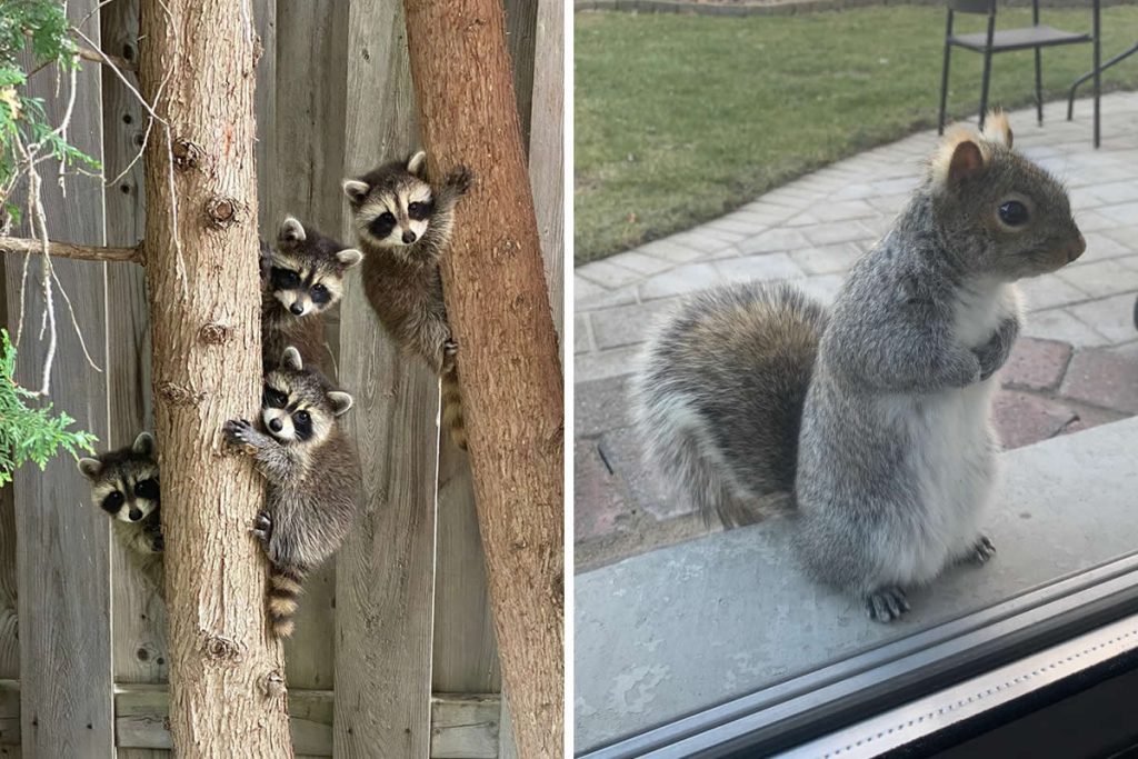 Heart-Touching Wildlife Moments
