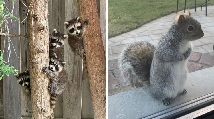 Heart-Touching Wildlife Moments