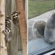 Heart-Touching Wildlife Moments