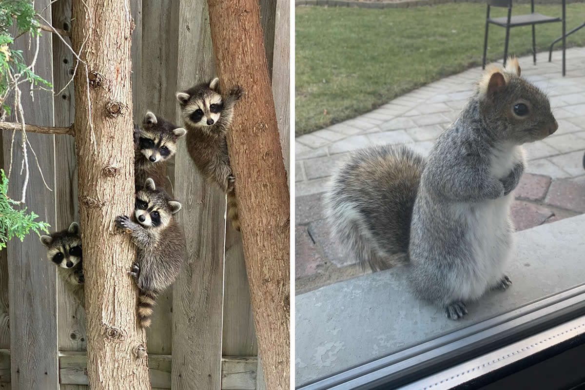 Heart-Touching Wildlife Moments
