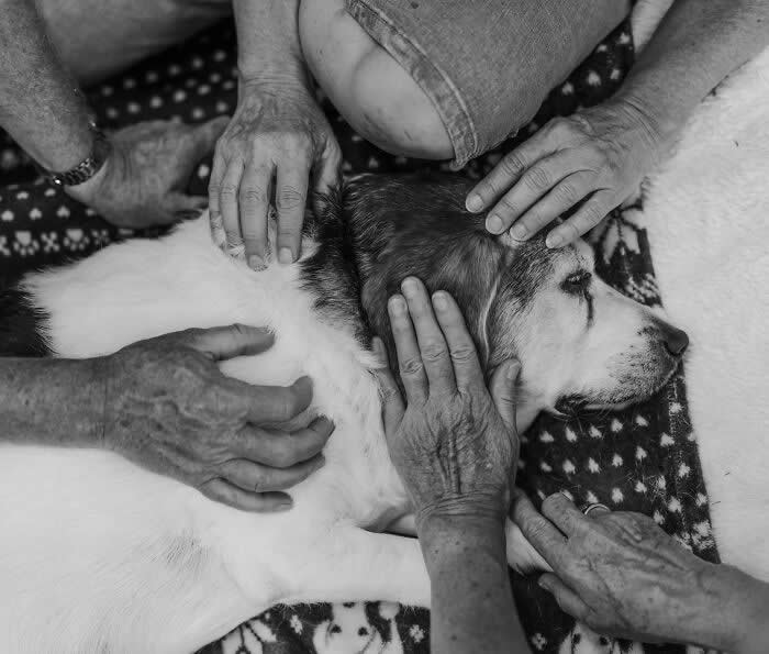 Heartfelt Photos That Capture the Last Goodbyes Between Pets and Owners