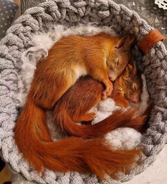 Heartwarming Animal Moments That Will Melt Your Heart