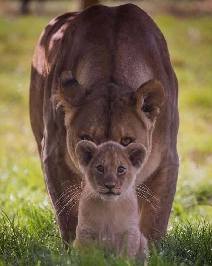 Heartwarming Animal Moments That Will Melt Your Heart