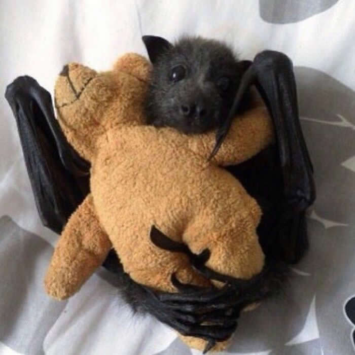 Heartwarming Animal Moments That Will Melt Your Heart