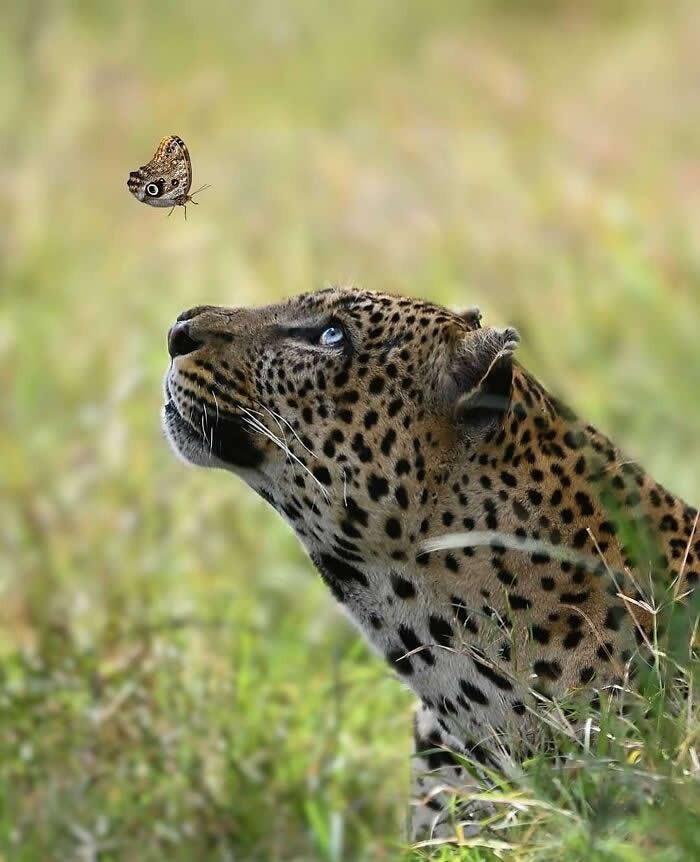 Heartwarming Animal Moments That Will Melt Your Heart