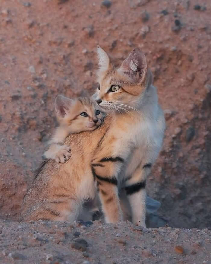 Heartwarming Animal Moments That Will Melt Your Heart