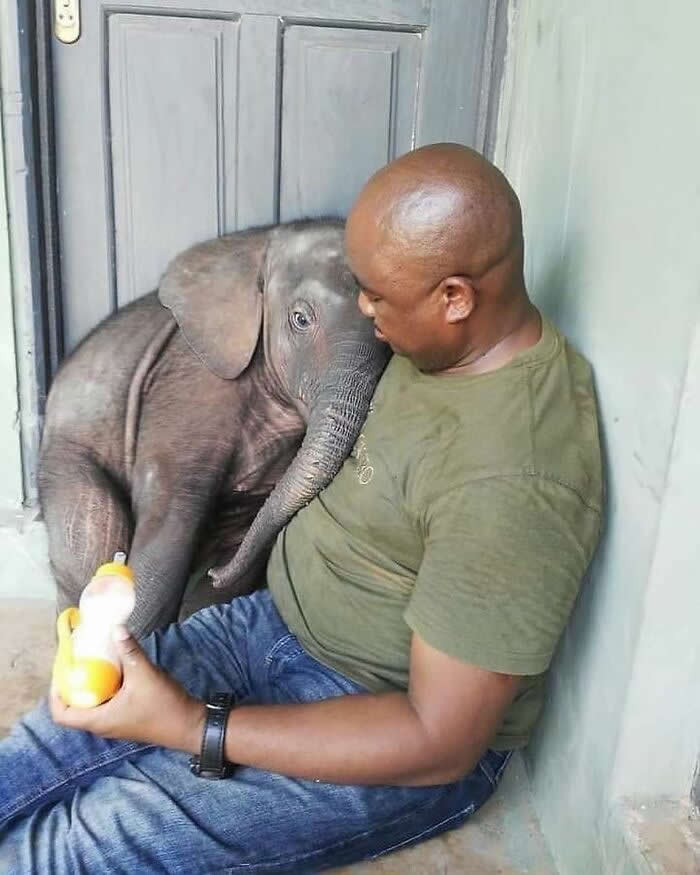 Heartwarming Animal Moments That Will Melt Your Heart