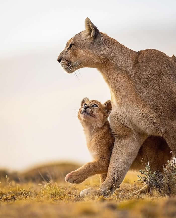 Heartwarming Animal Moments That Will Melt Your Heart