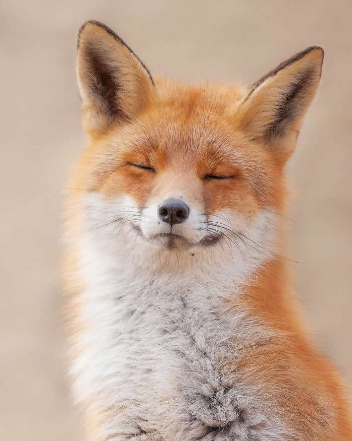 Heartwarming Animal Moments That Will Melt Your Heart