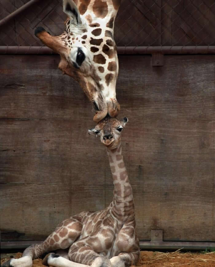 Heartwarming Animal Moments That Will Melt Your Heart