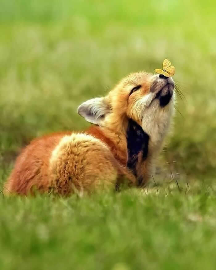 Heartwarming Animal Moments That Will Melt Your Heart