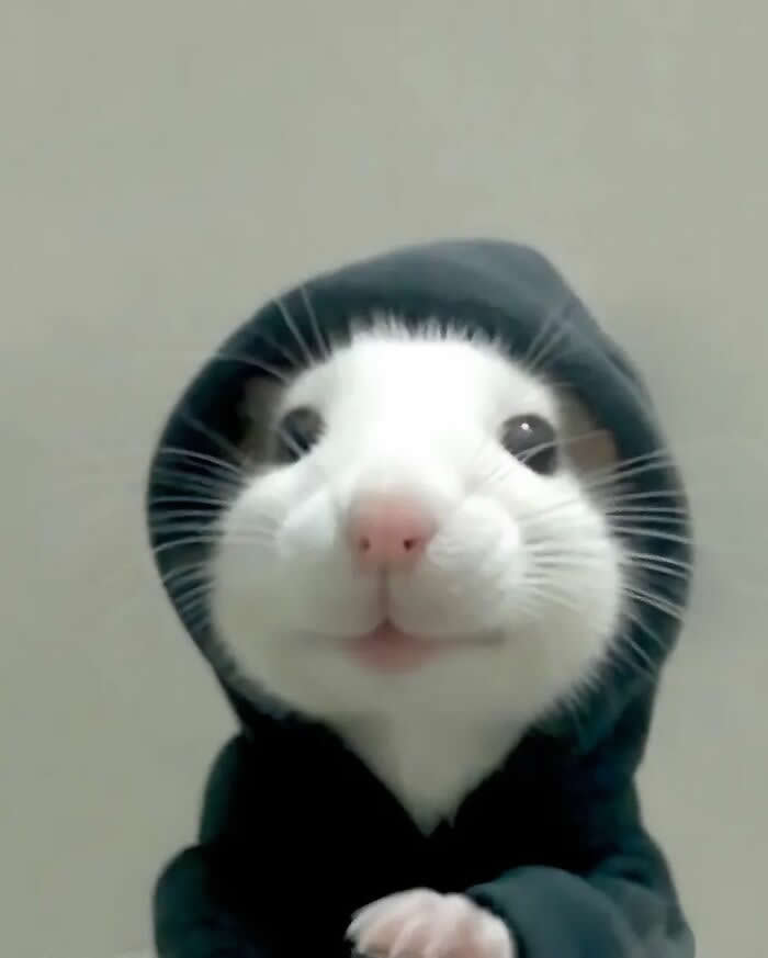 Heartwarming Animal Moments That Will Melt Your Heart