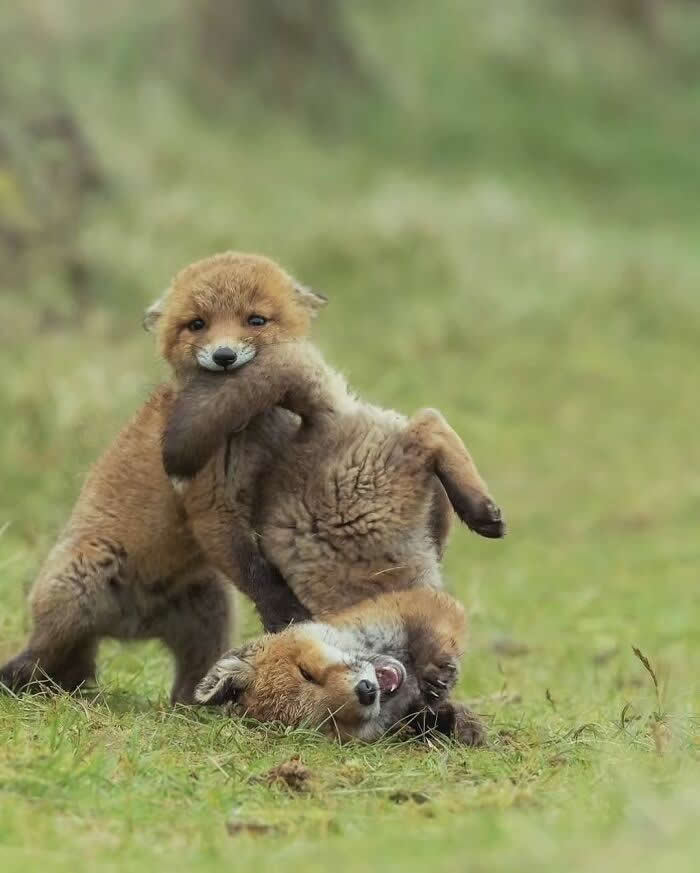 Heartwarming Animal Moments That Will Melt Your Heart