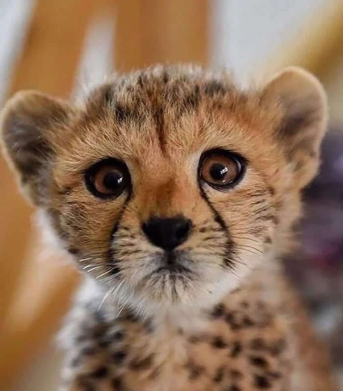 Heartwarming Animal Moments That Will Melt Your Heart