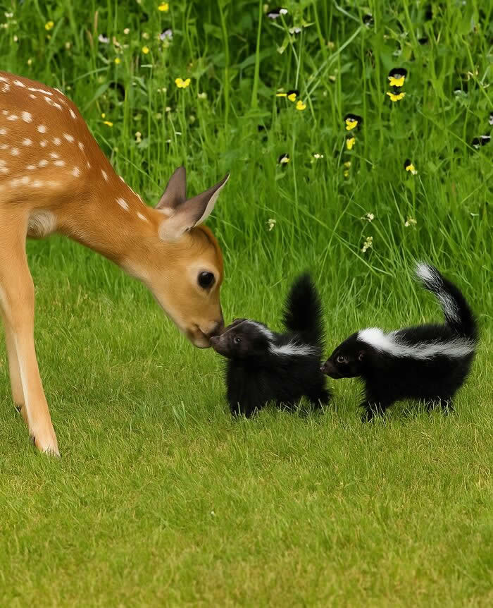 Heartwarming Animal Moments That Will Melt Your Heart