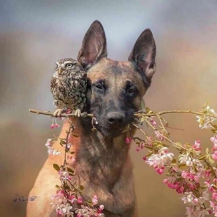 Heartwarming Animal Moments That Will Melt Your Heart