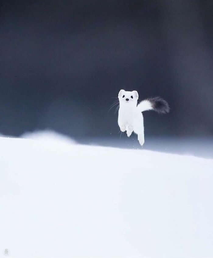 Heartwarming Animal Moments That Will Melt Your Heart