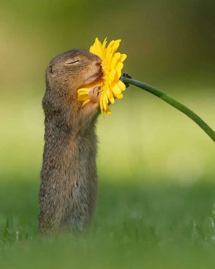 Heartwarming Animal Moments That Will Melt Your Heart