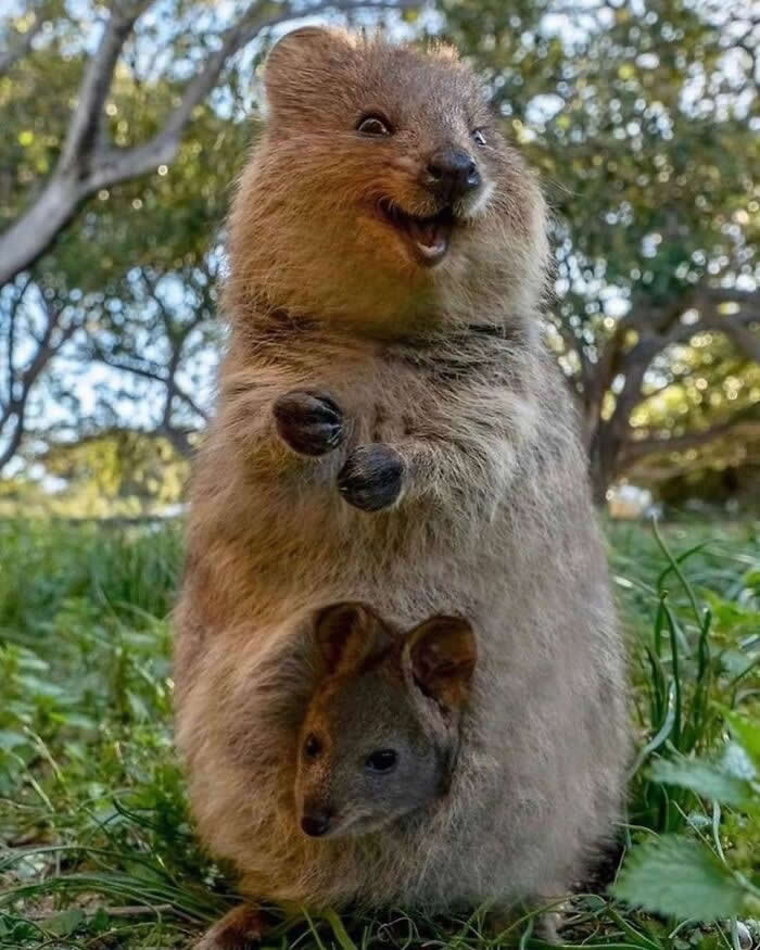 Heartwarming Animal Moments That Will Melt Your Heart