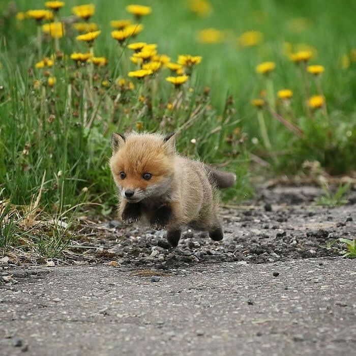 Heartwarming Animal Moments That Will Melt Your Heart