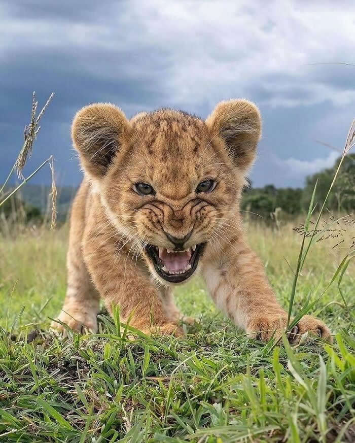 Heartwarming Animal Moments That Will Melt Your Heart