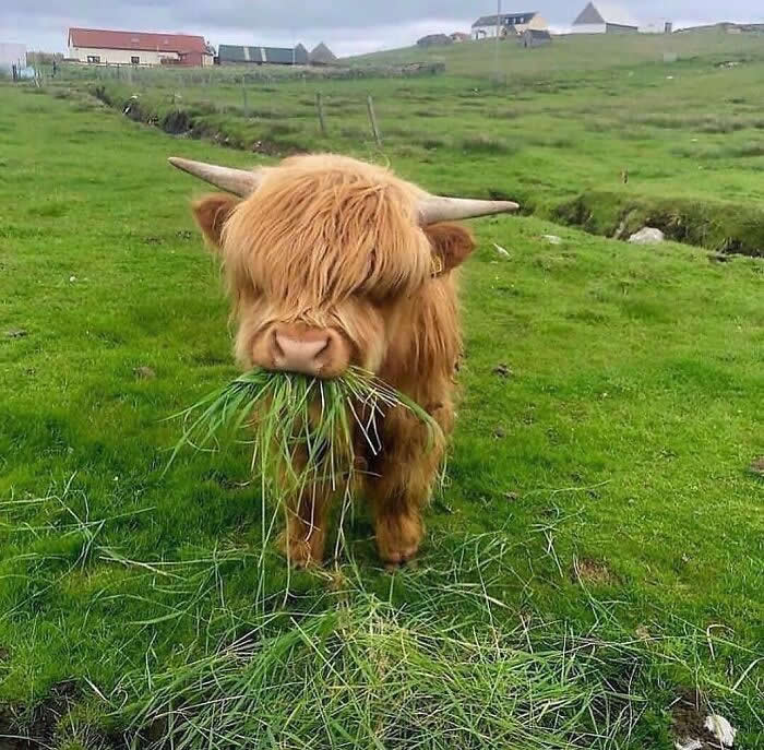 Heartwarming Animal Moments That Will Melt Your Heart