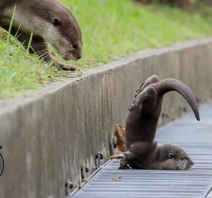Heartwarming Animal Moments That Will Melt Your Heart