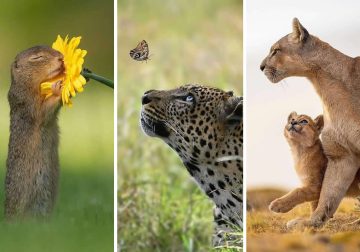 Heartwarming Animal Moments That Will Melt Your Heart