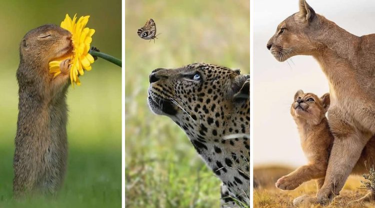 Heartwarming Animal Moments That Will Melt Your Heart