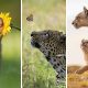 Heartwarming Animal Moments That Will Melt Your Heart
