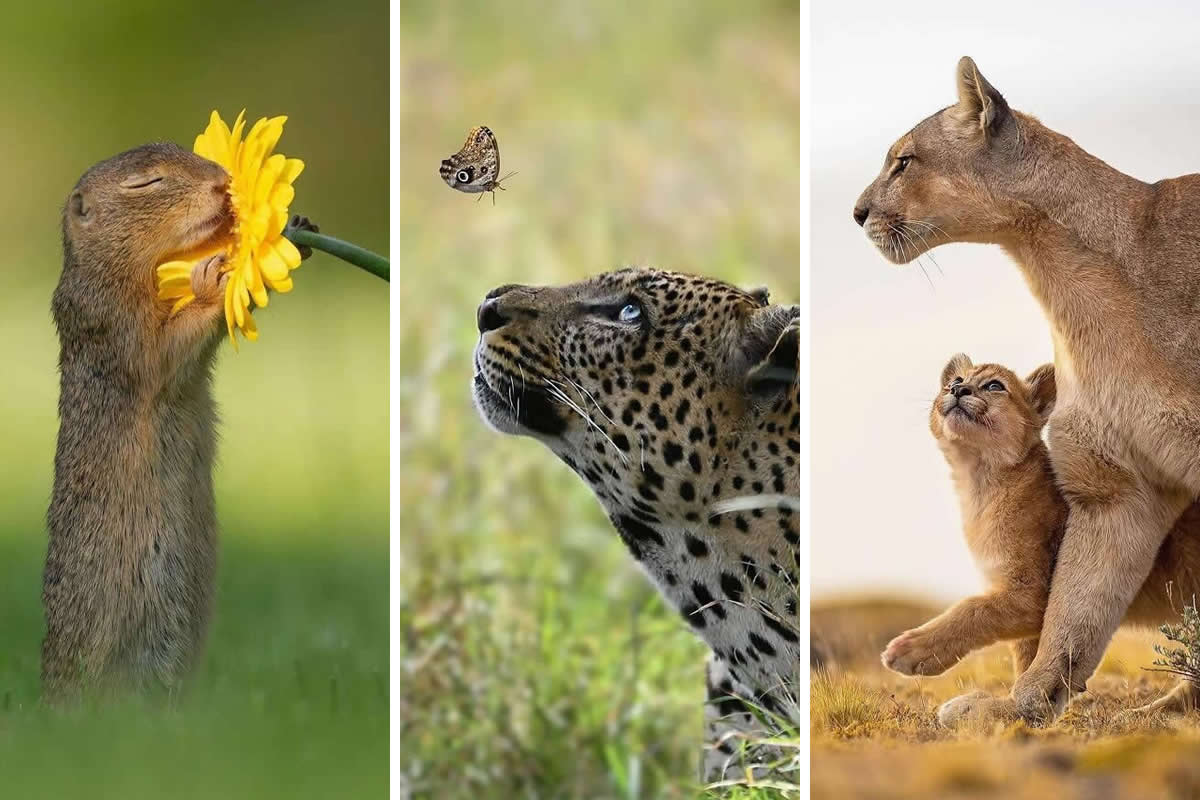 Heartwarming Animal Moments That Will Melt Your Heart