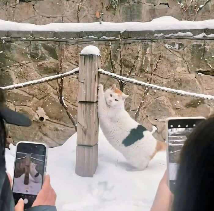 Hilarious Moments Animals Were Spotted in Unusual Locations