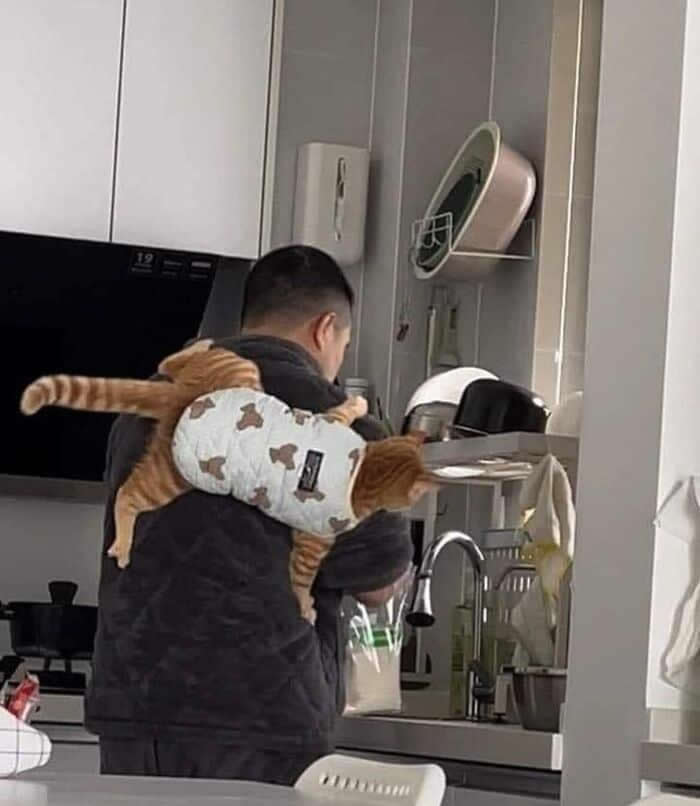 Hilarious Moments Animals Were Spotted in Unusual Locations