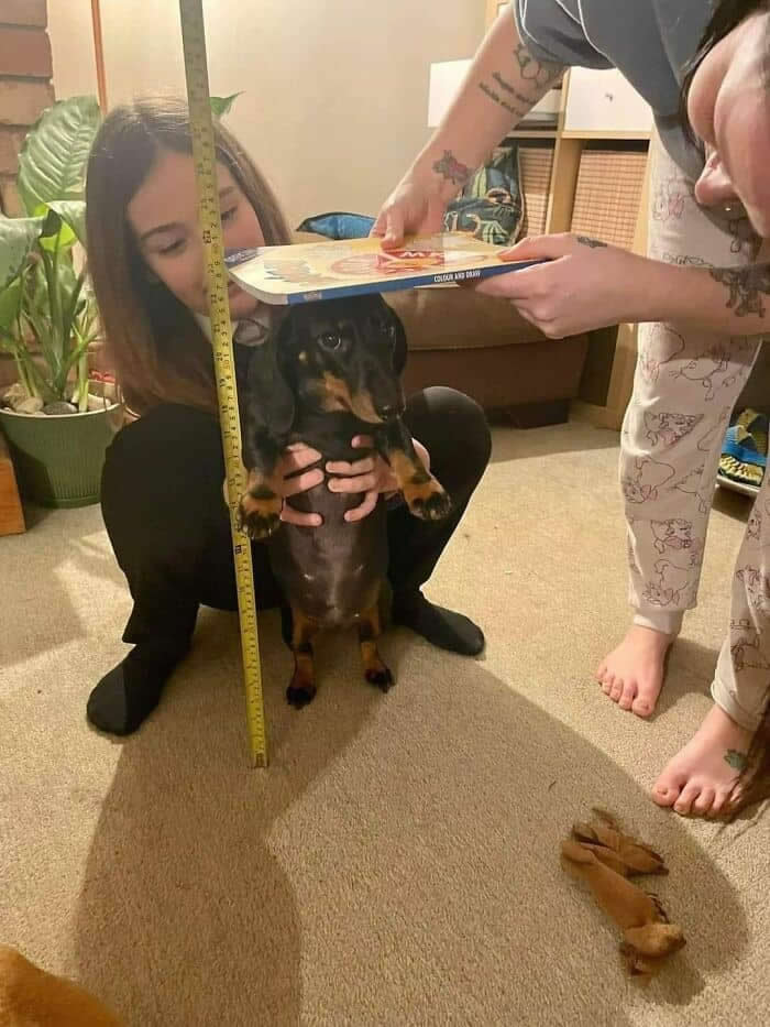 Hilarious Moments Animals Were Spotted in Unusual Locations